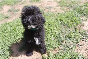 Lucian - Aussiedoodle for sale