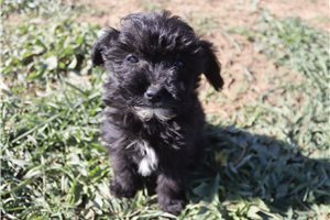 Leanne - Aussiedoodle for sale