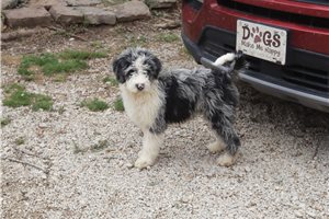 Joan - Aussiedoodle for sale