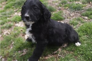 Martin - Aussiedoodle for sale
