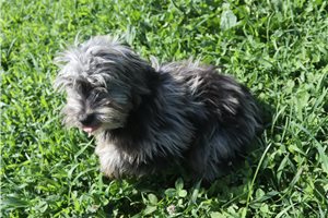 Lucky - Aussiedoodle for sale