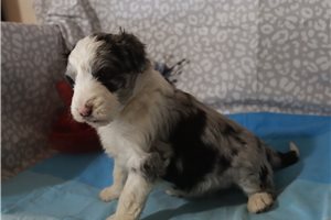 Joan - Aussiedoodle for sale
