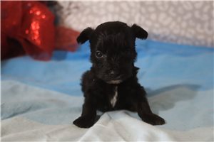 Leonardo - Aussiedoodle for sale