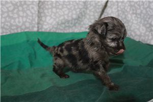 Lucky - Aussiedoodle for sale