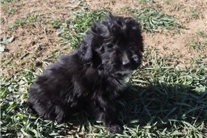 Lucian - Aussiedoodle for sale