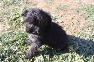 Leonardo - Aussiedoodle for sale
