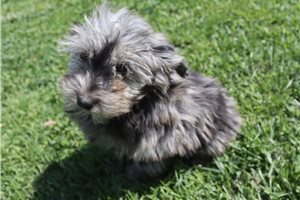 Lucky - Aussiedoodle for sale