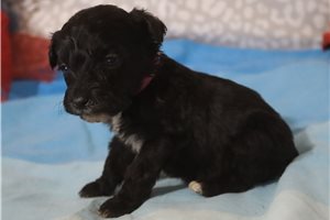 Lizette - Aussiedoodle for sale