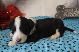 Jordan - puppy for sale