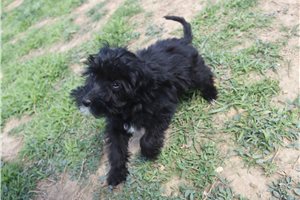 Lark - Aussiedoodle for sale