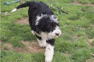 Joie - Aussiedoodle for sale
