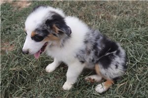 Moose - Australian Shepherd for sale