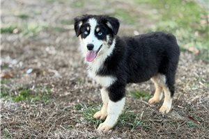 Freya - Australian Shepherd for sale