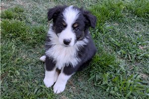 Hugo - Australian Shepherd for sale