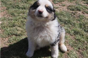 Kurt - puppy for sale