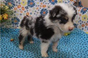 Lorenzo - Australian Shepherd for sale