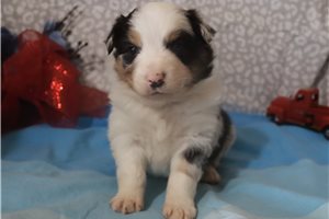 Kurt - Australian Shepherd for sale