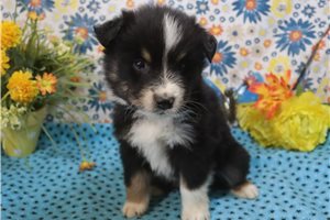 Lucas - Australian Shepherd for sale