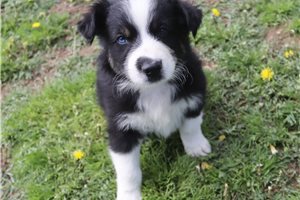 Smokey - Australian Shepherd for sale