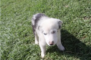 McCoy - Australian Shepherd for sale