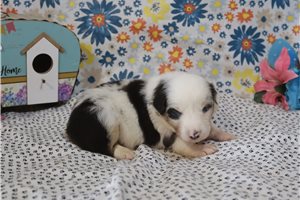 Meredith - puppy for sale