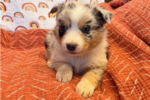 Flint - puppy for sale