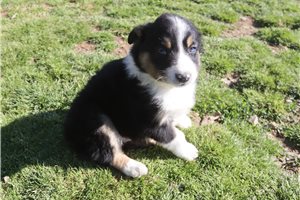 Phillip - Australian Shepherd for sale