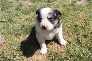 Phineas - Australian Shepherd for sale