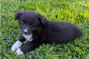 Herman - Australian Shepherd for sale
