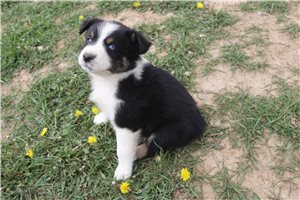 Kraven - Australian Shepherd for sale