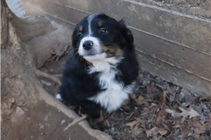 Babe - puppy for sale