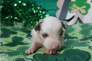 Pheobe - Australian Shepherd for sale