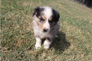 Atticus - Australian Shepherd for sale