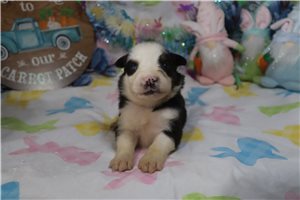 Mirren - Australian Shepherd for sale
