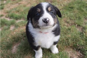 Phillip - Australian Shepherd for sale