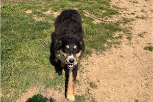 Baroness - Australian Shepherd for sale