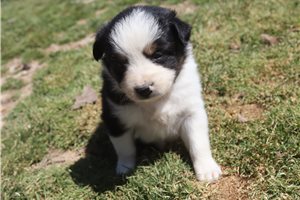 Patricia - Australian Shepherd for sale