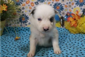 Potter - Australian Shepherd for sale