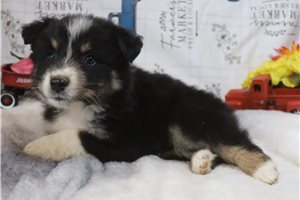 Lucas - Australian Shepherd for sale