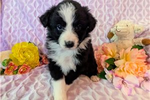 Heather - Australian Shepherd for sale