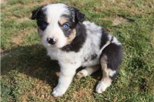 Phineas - Australian Shepherd for sale