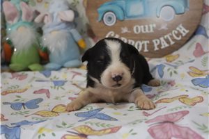 Kraven - puppy for sale