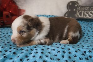 Keaton - puppy for sale