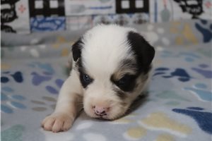 Elsie - puppy for sale