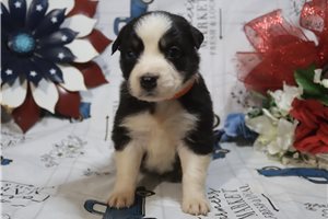 Jacqueline - Australian Shepherd for sale