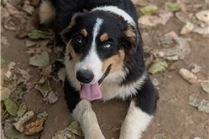 Phillip - Australian Shepherd for sale
