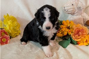 Heather - Australian Shepherd for sale