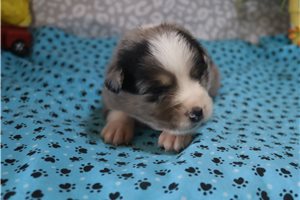 Atticus - puppy for sale