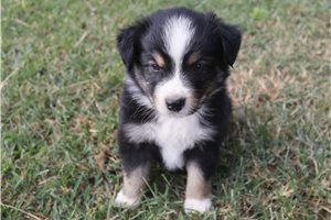 Eduardo - Australian Shepherd for sale