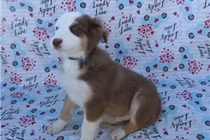 Tony - puppy for sale